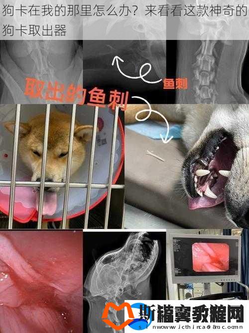 狗卡在我的那里怎么办