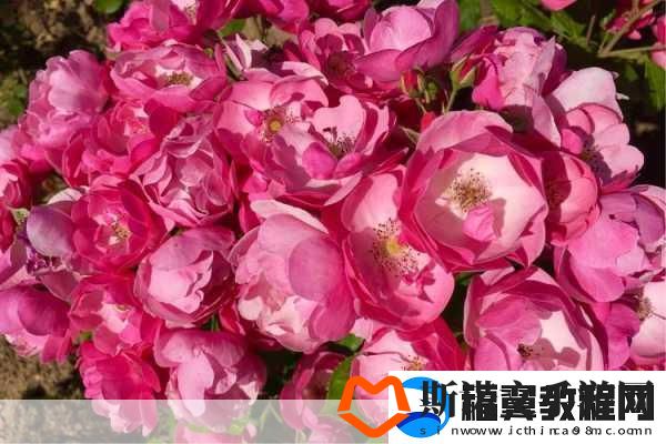 仙踪林company大中国将与忘忧草再次合作