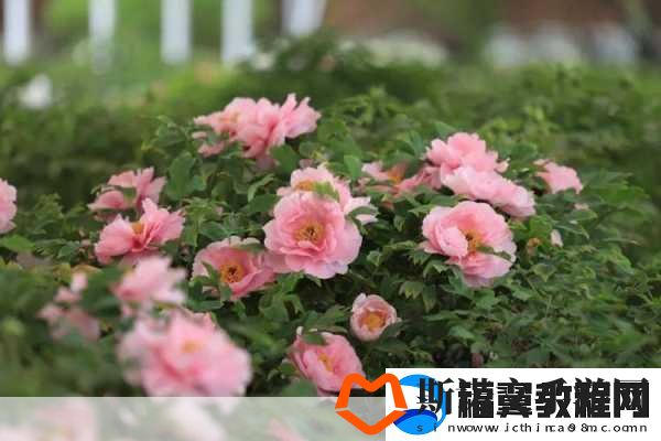 国色天香A区与B区