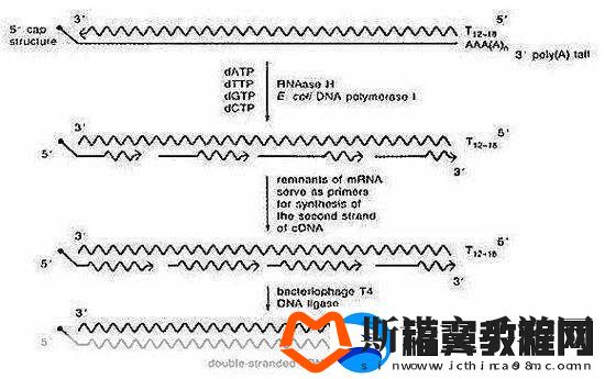 rna与cdna杂交RNA与cDNA杂交技术在基因研究中的应用