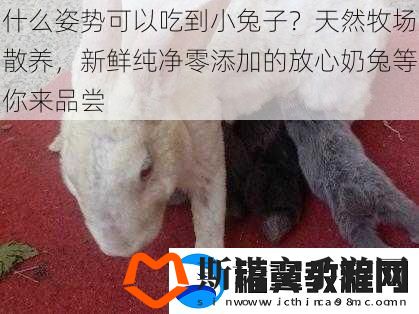 什么姿势可以吃到小兔子