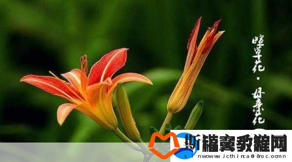 仙踪林company大中国将与忘忧草再次合作