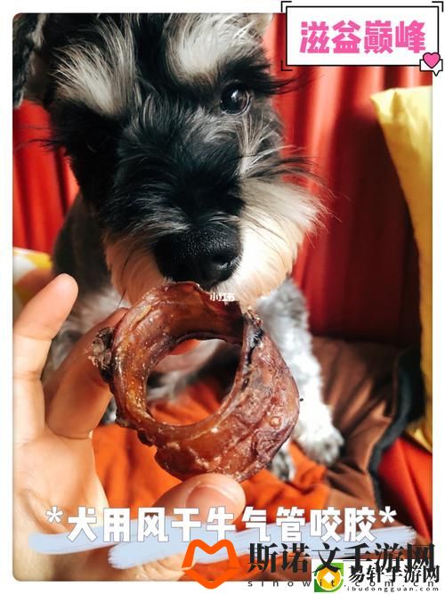 狗和人胶配方20分钟