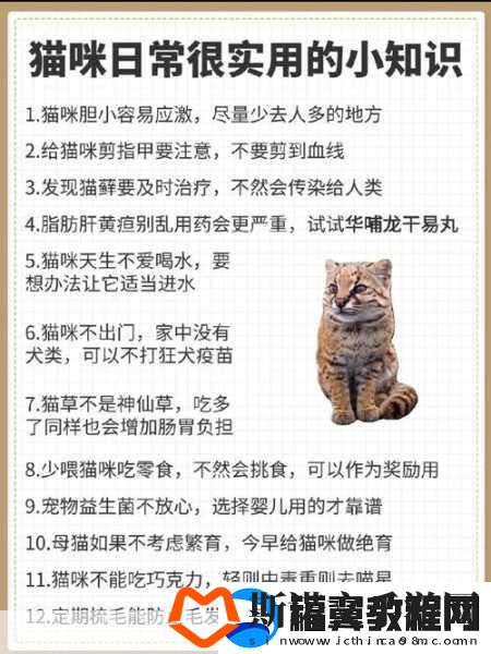 小猫咪大城市日常美容动作怎么获得