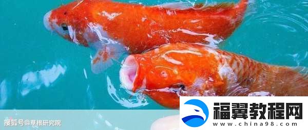 锦鲤吸水和夹什么区别
