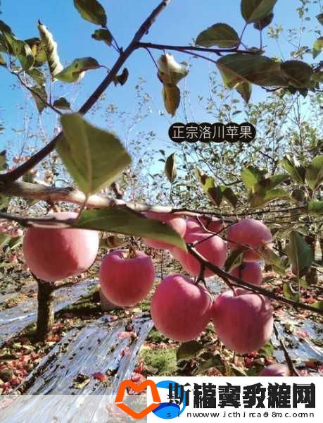 日本水蜜桃品种岭风大受欢迎：1.-岭风水蜜桃：甜美滋味引领市场潮流