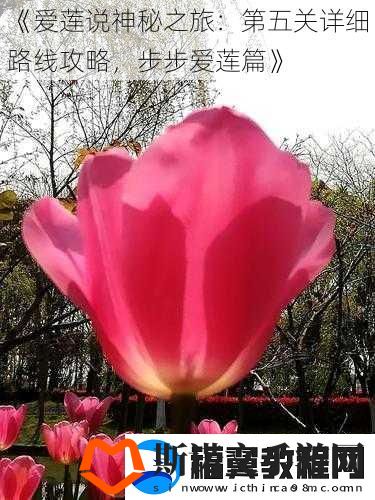 爱莲说神秘之旅