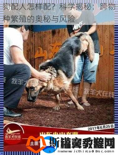 狗配人怎样配