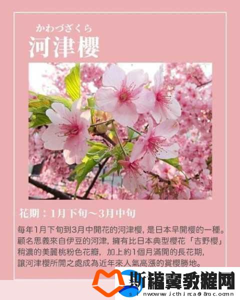 我可以深入了解你的樱花吗