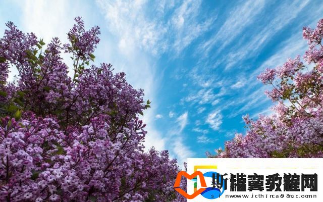 盛夏倾诉