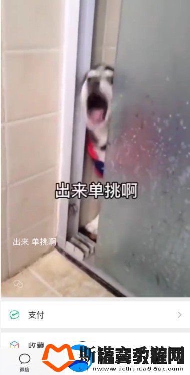 微信8.0状态背景哈士奇下载