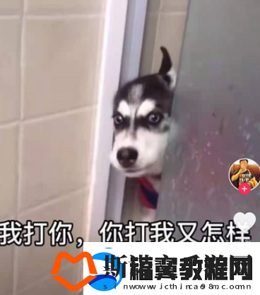 微信8.0状态背景哈士奇下载