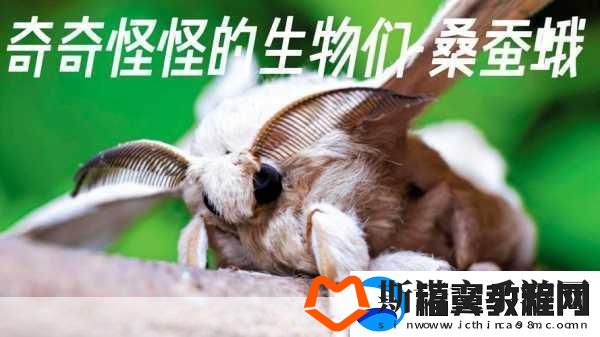 ZOOM动物高清
