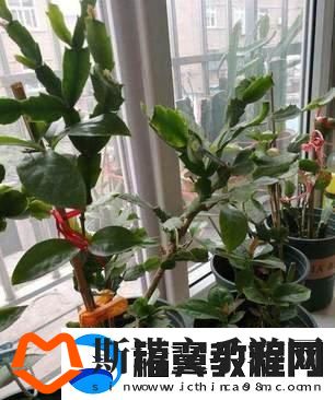 噼里啪啦完整版高清免费观看