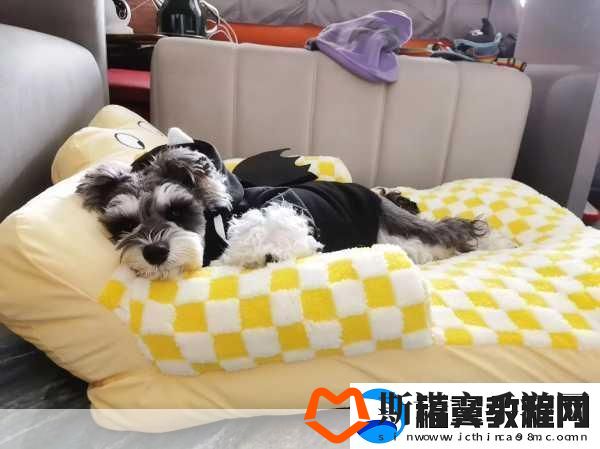 窝窝在线观看