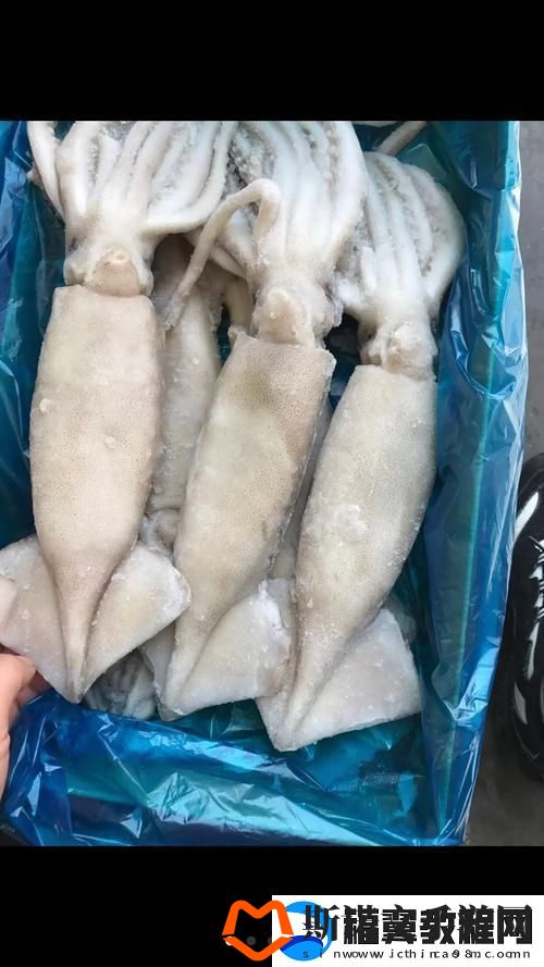 BY2282鱿鱼热炒记：科技圈的“红”怪咖
