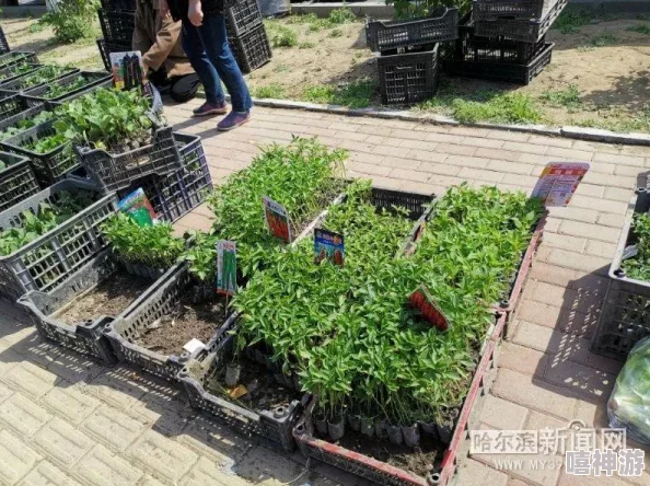 草莓丝瓜巨人：新型杂交植物的培育进展与市场前景分析-助力农业创新与可持续发展