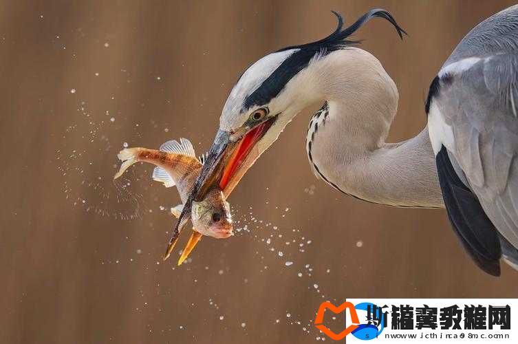 娇小交片